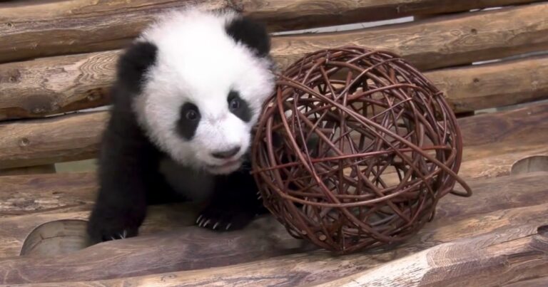 Las gemelas panda Leni y Lotti estrenan su nueva sala de juegos en el Zoológico de Berlín