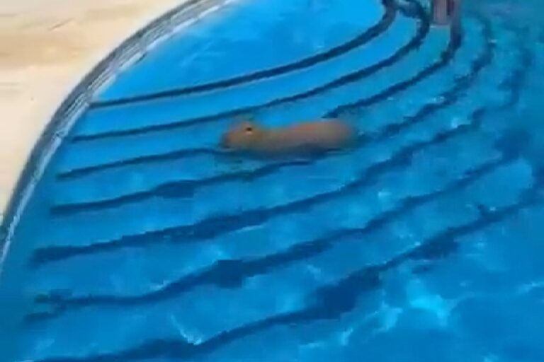 En medio de la ola de calor, un carpincho se metió en la pileta del Club Náutico de San Isidro