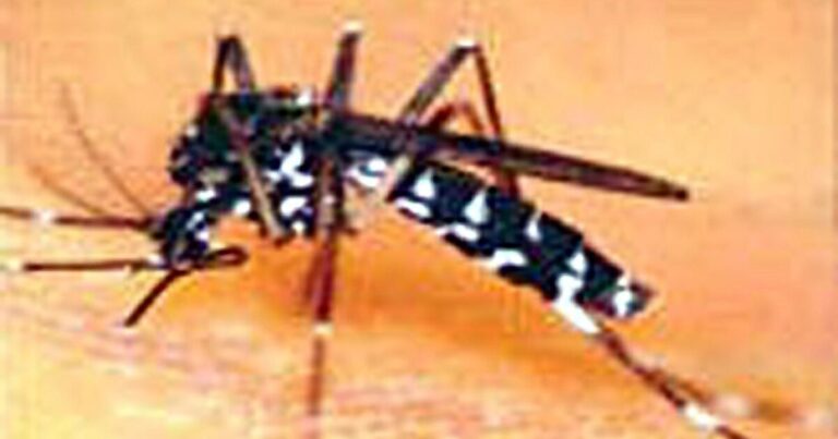 Expertos lusos alertan de mayor presencia de mosquitos tigre en Lisboa y sur del país
