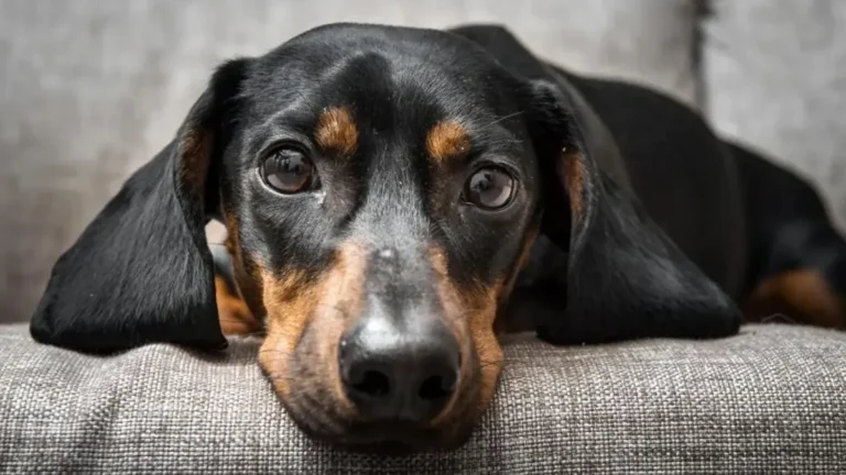 Día del Perro Salchicha: por qué se celebra el 1 de febrero en Argentina