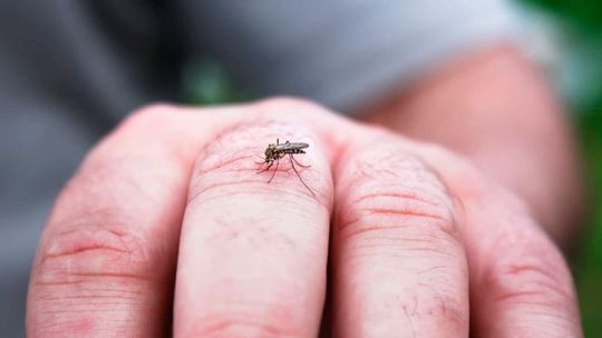 Dengue en Córdoba: por qué algunos expertos sugieren que este año no habría un nuevo brote masivo