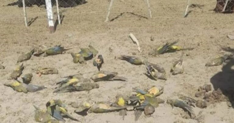 Denuncian una matanza de 300 loros en campos de Chos Malal, en Neuquén