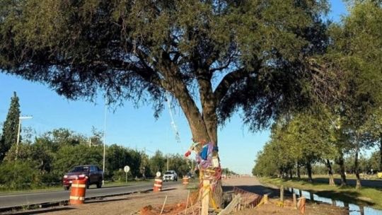 Villa Allende: el histórico quebracho será trasplantado pero la polémica sigue