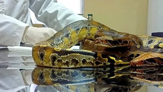 Rescatan en Mendoza a dos serpientes exóticas ingresadas ilegalmente al país