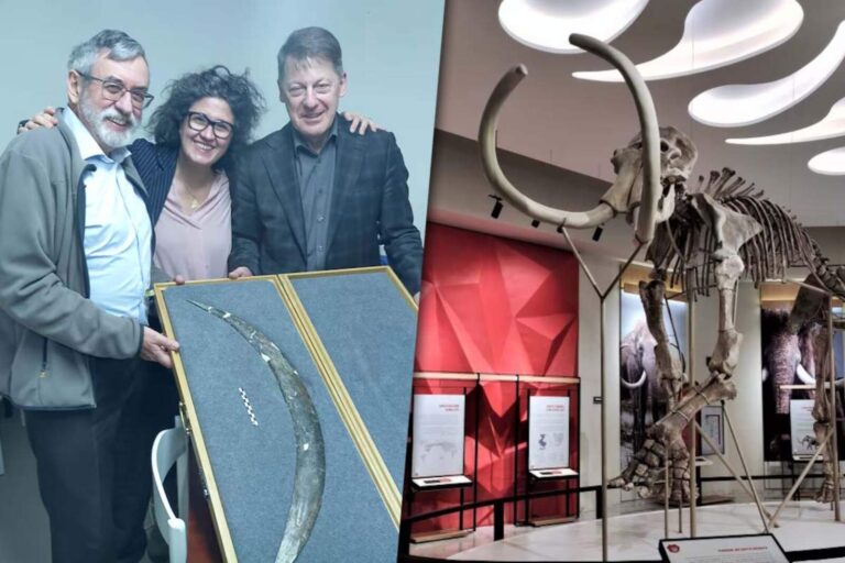 Tecnología ancestral: encuentran un bumerán de colmillo de mamut de 40.000 años