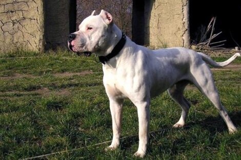 Hallan a una mujer muerta en su casa: habría sido atacada por su perro dogo