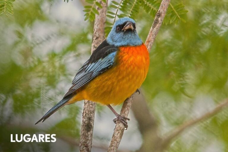 Meca internacional: el pueblo que convoca gente del mundo entero para ver y fotografiar aves increíbles