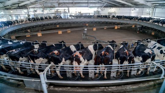 La producción de leche creció 12% en el primer semestre del 2025