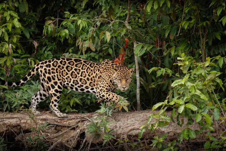 Formosa: la Justicia condenó a dos años de prisión a los cazadores furtivos del yaguareté