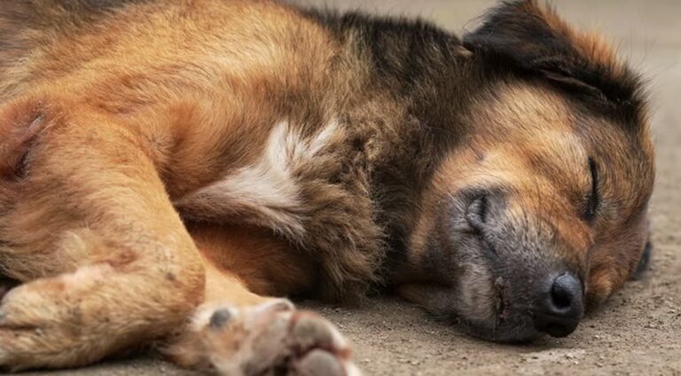 Alerta por envenenamiento de mascotas en Palermo: al menos tres perros murieron en una semana