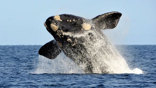 Ellas vinieron como todas las temporadas pero este año marcaron un récord histórico: 2.110 ballenas francas