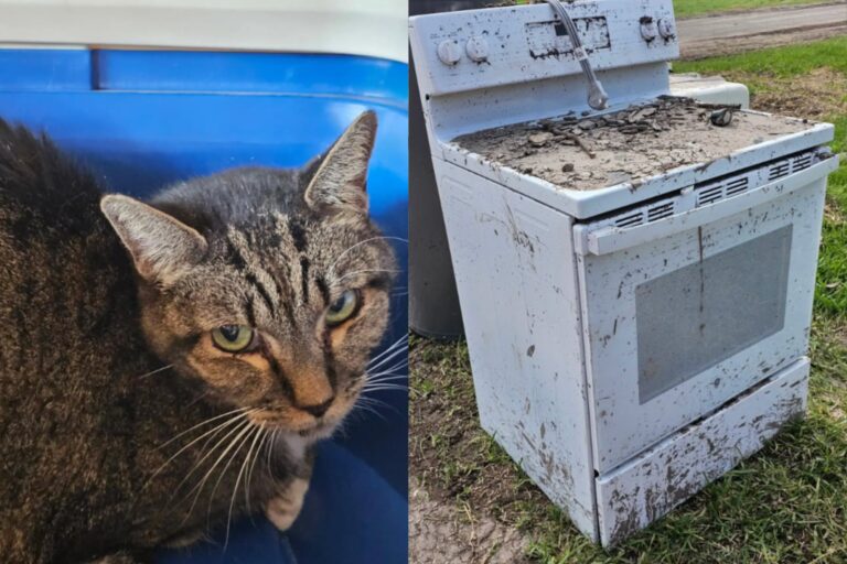 Sobrevivió a una tormenta en el lugar menos pensado y lo rescataron justo a tiempo: Me sorprendió que estuviera vivo