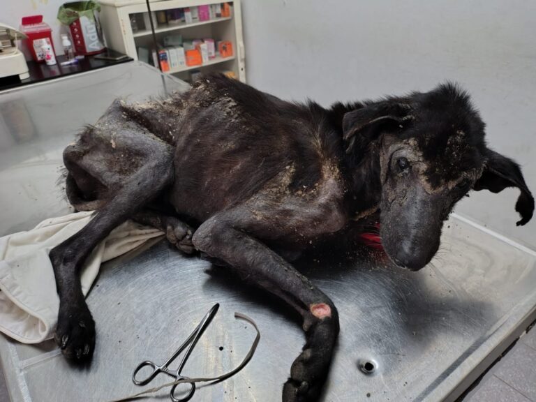 Abandonado sobre basura, lo rescataron a tiempo para ir a la veterinaria pero el diagnóstico fue devastador: Este perro está entregado