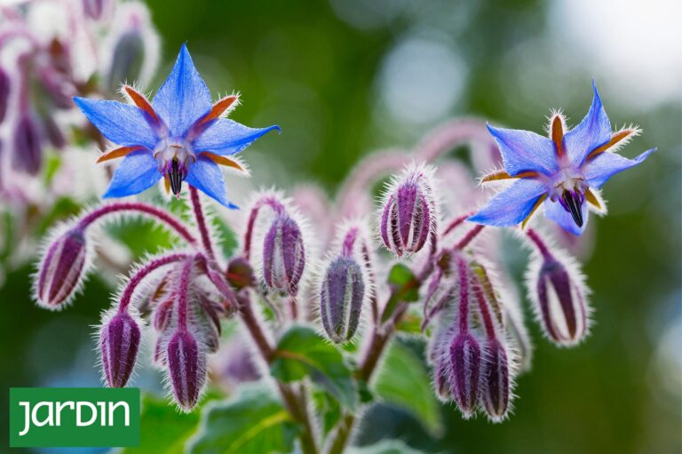 Planta de borraja con hojas verdes y flores azules vibrantes en un jardín o huerta.