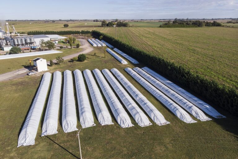 Campo de maíz y soja en Argentina con cosechadora