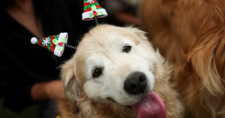 Golden retriever interactuando con una persona, ilustrando el vínculo emocional y genético estudiado