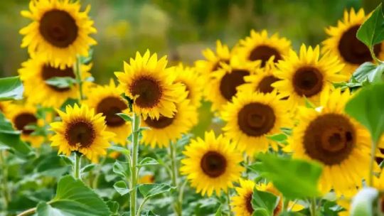 Campo de girasoles en Argentina, cultivo en crecimiento