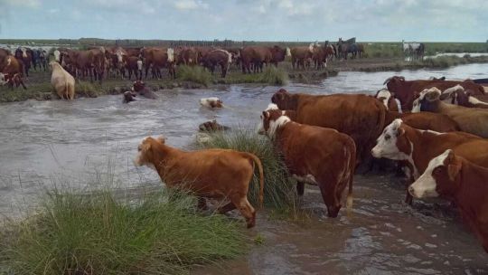 Campo inundado en el norte de la provincia de Santa Fe, con ganado en un terreno anegado.