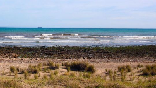 Ostras del Pacífico adheridas a rocas en la costa de Necochea, Buenos Aires