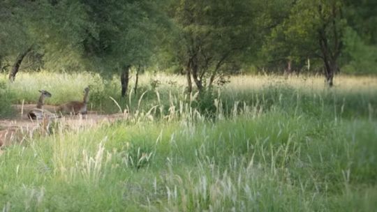 Guanacos siendo liberados en el monte de El Impenetrable, provincia del Chaco, Argentina.