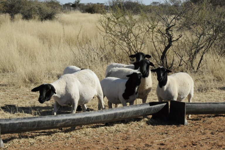 Ovejas en un campo. Imagen referencial de la producción ovina en Argentina.