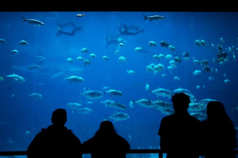 Veteranos de guerra nadando en la pecera del Acuario de Georgia durante una sesión de terapia