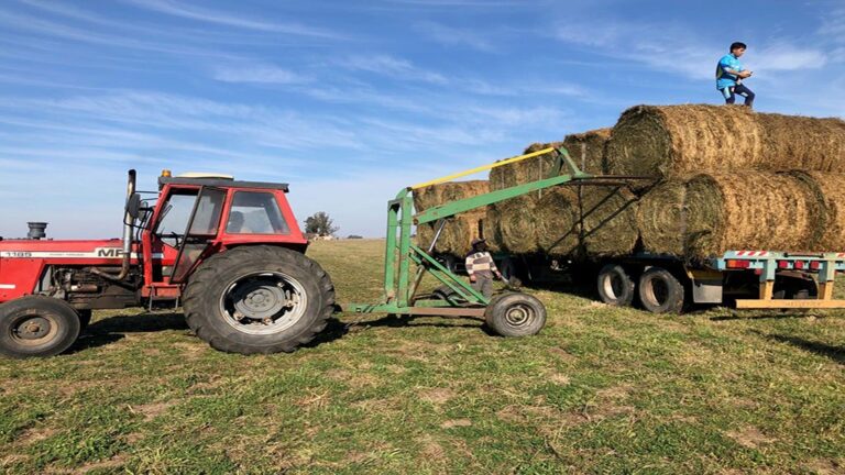 Rollos de alfalfa en un campo