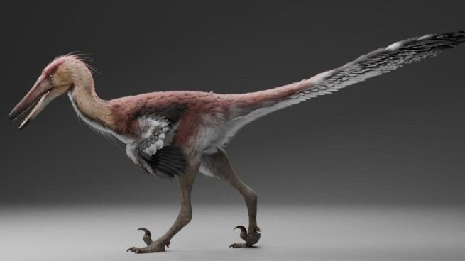 Fósiles de Kank australis encontrados en la Formación Chorrillo, Santa Cruz