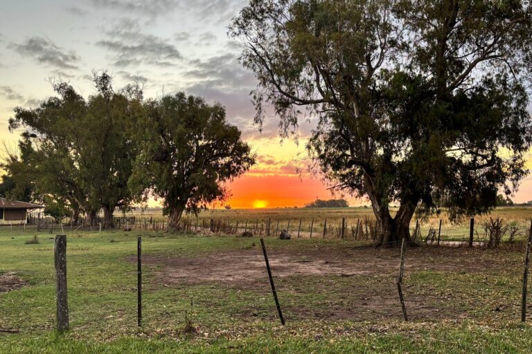 Vista de la laguna de Navarro al atardecer con vegetación de totora y juncos