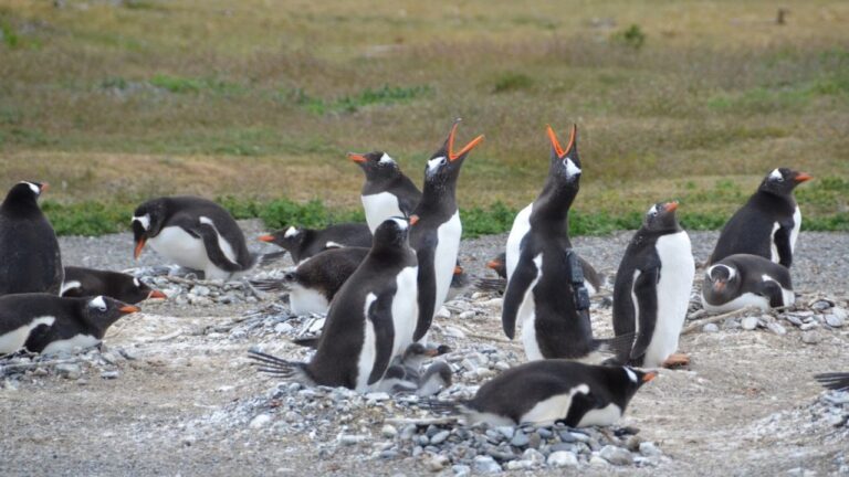 Pingüinos papúa en la costa de Tierra del Fuego