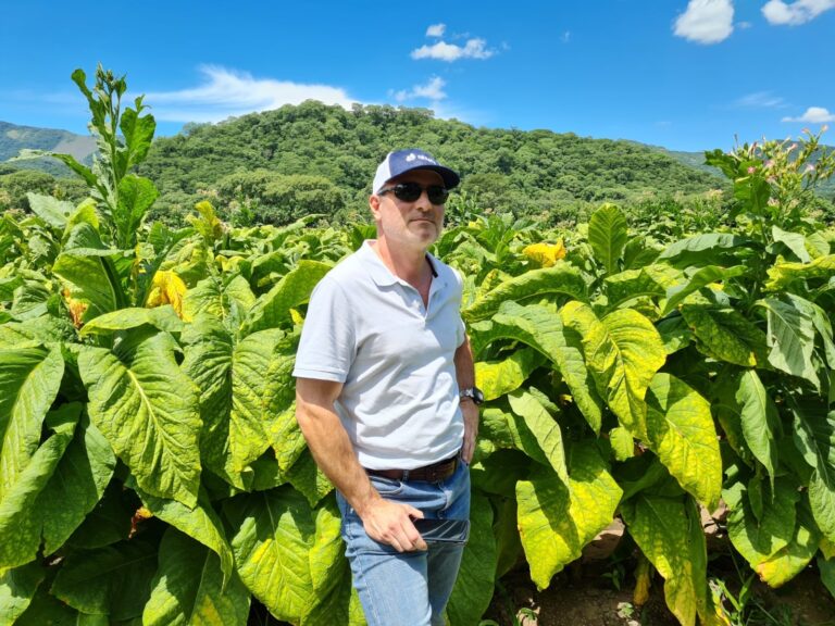 Campo de cultivo de tabaco en el norte argentino
