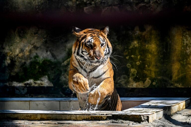 Tigre de Bengala en el zoológico nacional de Bangladesh