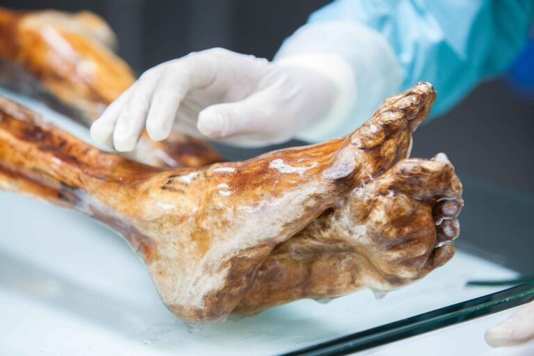 Representación de la momia Ötzi en el Museo de Arqueología del Tirol del Sur