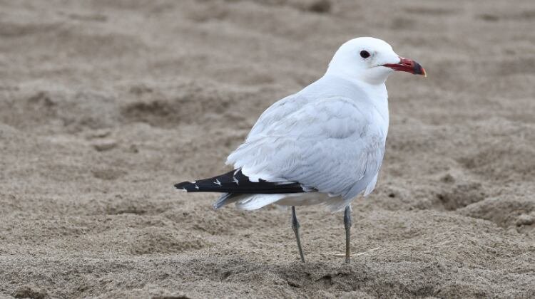 Gaviota de Audouin en entorno portuario