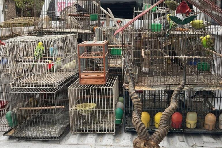 Loros y tortugas rescatados por Gendarmería Nacional en operativo contra tráfico de fauna silvestre