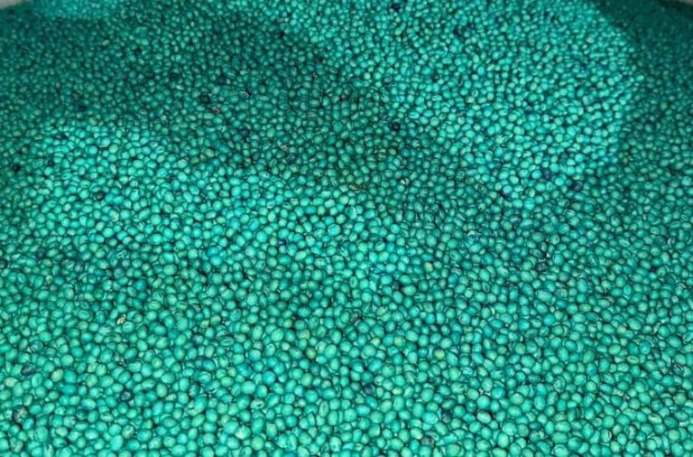 Campo de soja con semillas en primer plano