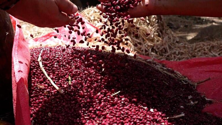 Campo agrícola en Honduras con cultivos