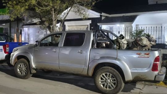 Perros dogo argentino y galgo rescatados durante operativo de la Patrulla Rural de Córdoba