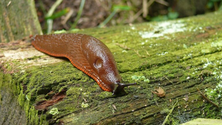 Babosa sobre una hoja en un jardín húmedo