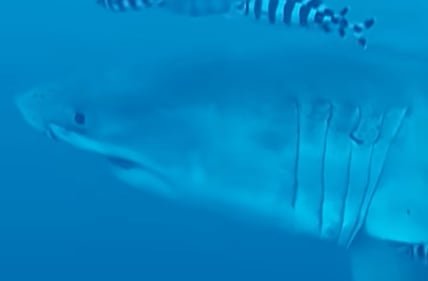 Gran tiburón blanco adulto filmado en aguas del Mediterráneo